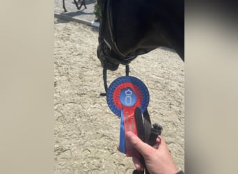 Oldenbourg, Étalon, Poulain (04/2023), 170 cm, Bai brun foncé