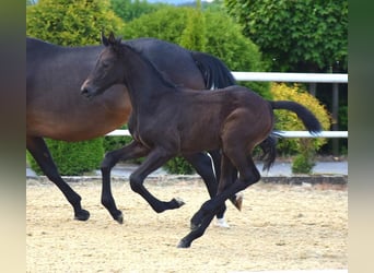 Oldenbourg, Étalon, Poulain (04/2024), 170 cm, Bai brun foncé