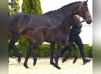 Oldenbourg, Étalon, Poulain (04/2024), 170 cm, Bai brun foncé