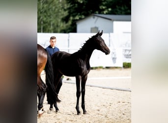 Oldenbourg, Étalon, Poulain (04/2024), 170 cm, Bai brun foncé