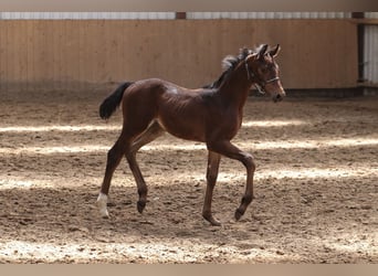 Oldenbourg, Étalon, , 170 cm, Bai