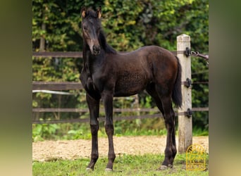 Oldenbourg, Étalon, Poulain (04/2024), 170 cm, Bai