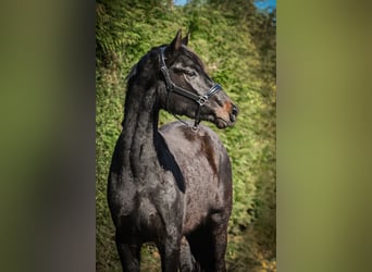 Oldenbourg, Étalon, Poulain (03/2026), 170 cm, Bai