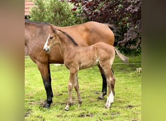 Oldenbourg, Étalon, Poulain (05/2026), 170 cm, Bai