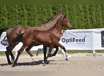 Oldenbourg, Étalon, Poulain (03/2026), 170 cm, Bai