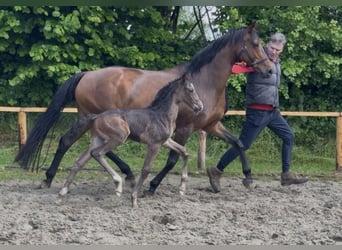 Oldenbourg, Étalon, Poulain (05/2026), 170 cm