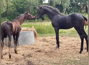 Oldenbourg, Étalon, Poulain (04/2025), 170 cm, Noir