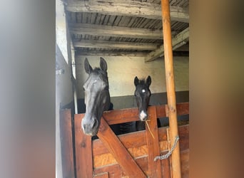 Oldenbourg, Étalon, Poulain (04/2025), 170 cm, Noir