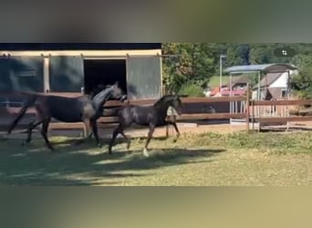 Oldenbourg, Étalon, Poulain (04/2025), 170 cm, Noir