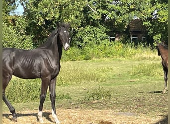Oldenbourg, Étalon, Poulain (04/2025), 170 cm, Noir