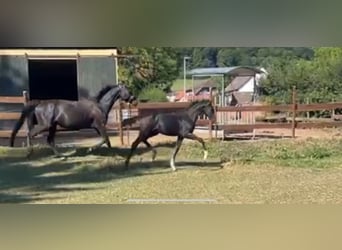 Oldenbourg, Étalon, Poulain (04/2025), 170 cm, Noir