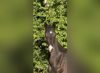 Oldenbourg, Étalon, Poulain (04/2025), 170 cm, Noir