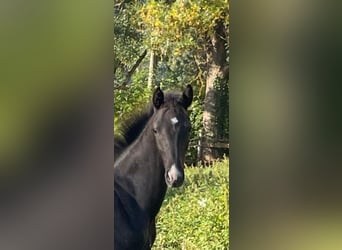 Oldenbourg, Étalon, Poulain (04/2025), 170 cm, Noir