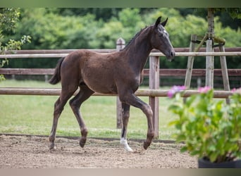 Oldenbourg, Étalon, Poulain (03/2024), 170 cm, Noir