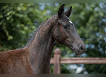 Oldenbourg, Étalon, Poulain (03/2024), 170 cm, Noir