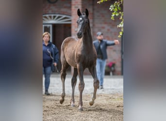 Oldenbourg, Étalon, Poulain (03/2024), 170 cm, Noir