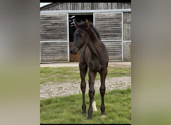 Oldenbourg, Étalon, Poulain (05/2026), 170 cm, Noir