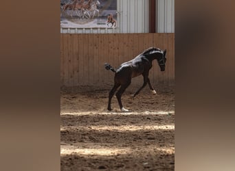 Oldenbourg, Étalon, , 170 cm, Noir