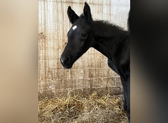 Oldenbourg, Étalon, , 170 cm, Noir