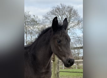 Oldenbourg, Étalon, Poulain (02/2026), 170 cm, Noir