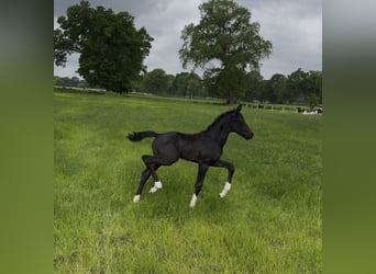 Oldenbourg, Étalon, , 170 cm, Noir