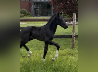 Oldenbourg, Étalon, , 170 cm, Noir