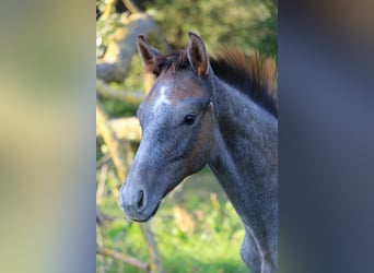 Oldenbourg, Étalon, Poulain (05/2023), 170 cm, Peut devenir gris