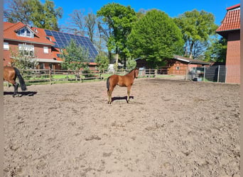 Oldenbourg, Étalon, Poulain (02/2025), 171 cm, Bai