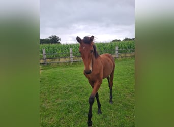 Oldenbourg, Étalon, Poulain (02/2025), 171 cm, Bai