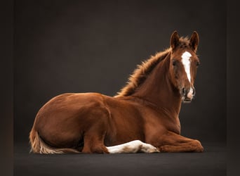 Oldenbourg, Étalon, Poulain (06/2026), 172 cm, Alezan brûlé