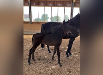 Oldenbourg, Étalon, Poulain (04/2024), 172 cm, Bai brun foncé