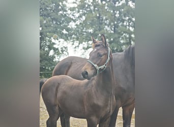 Oldenbourg, Étalon, Poulain (04/2025), 172 cm, Bai
