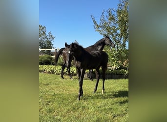 Oldenbourg, Étalon, Poulain (01/2025), 172 cm, Noir