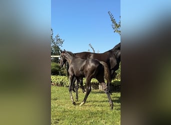 Oldenbourg, Étalon, Poulain (01/2025), 172 cm, Noir