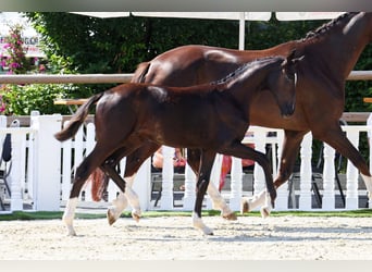 Oldenbourg, Étalon, Poulain (03/2024), 172 cm, Noir