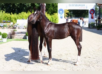 Oldenbourg, Étalon, Poulain (03/2024), 172 cm, Noir