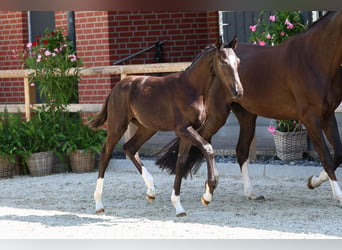 Oldenbourg, Étalon, Poulain (03/2024), 172 cm, Noir