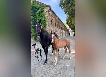 Oldenbourg, Étalon, Poulain (04/2025), 173 cm, Alezan