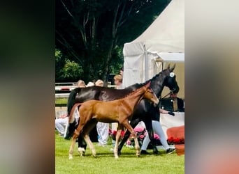 Oldenbourg, Étalon, Poulain (04/2025), 173 cm, Alezan