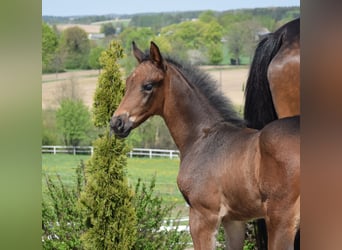 Oldenbourg, Étalon, Poulain (03/2024), 173 cm, Bai brun