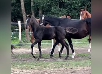 Oldenbourg, Étalon, Poulain (05/2023), 173 cm, Bai brun foncé