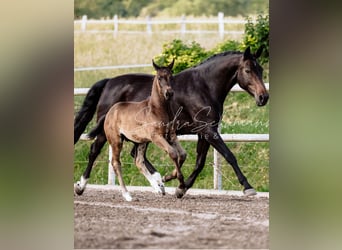 Oldenbourg, Étalon, Poulain (04/2024), 173 cm, Bai brun foncé