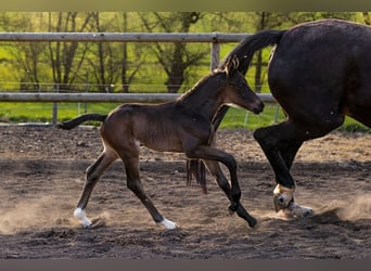 Oldenbourg, Étalon, Poulain (04/2024), 173 cm, Bai brun foncé