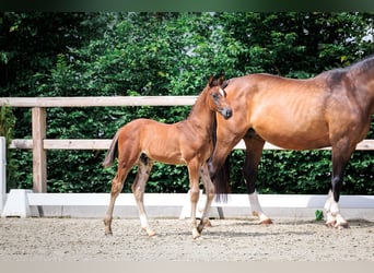Oldenbourg, Étalon, Poulain (05/2026), 173 cm, Peut devenir gris