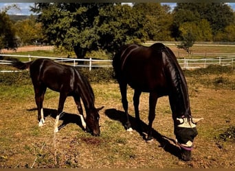 Oldenbourg, Étalon, Poulain (05/2026), 175 cm, Noir