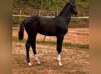 Oldenbourg, Étalon, Poulain (05/2026), 175 cm, Noir