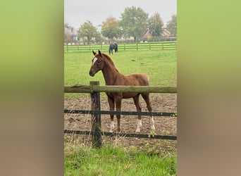 Oldenbourg, Étalon, Poulain (07/2024), Alezan brûlé