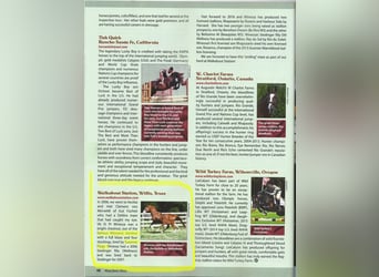 Oldenbourg, Étalon, Poulain (04/2023), Alezan brûlé