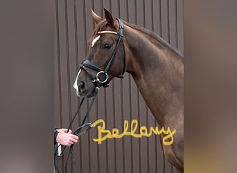 Oldenbourg, Étalon, Poulain (04/2023), Alezan brûlé