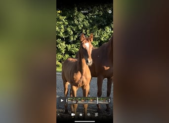 Oldenbourg, Étalon, Poulain (05/2023), Alezan brûlé